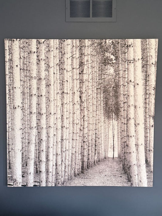 Large Black and White Forest Canvas Wall Art Print Gallery Wrapped 44.25" Square