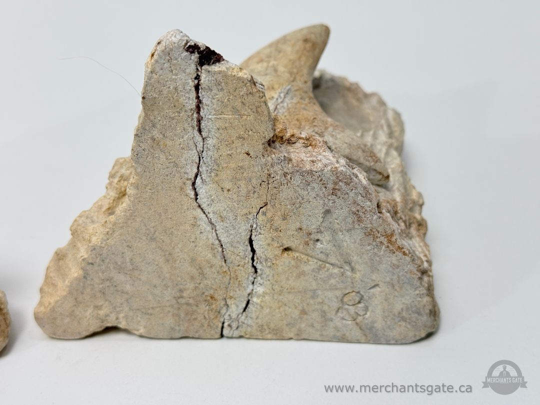 Stone Shark Bookends Pair Carved Stone Nautical Decor