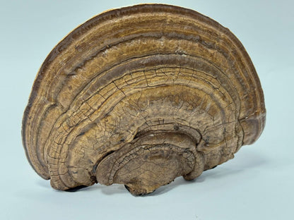 Hand-Drawn Wolf on Wood-Like Shelf Fungus