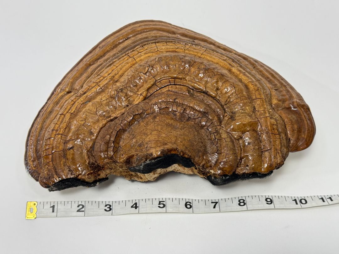 Hand-Drawn Wolf on Wood-Like Shelf Fungus