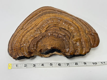 Hand-Drawn Wolf on Wood-Like Shelf Fungus