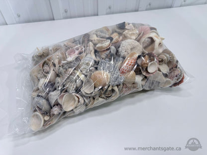 Large Mixed Seashell Lot 5.8kg Craft Decor Aquarium Shells Bulk