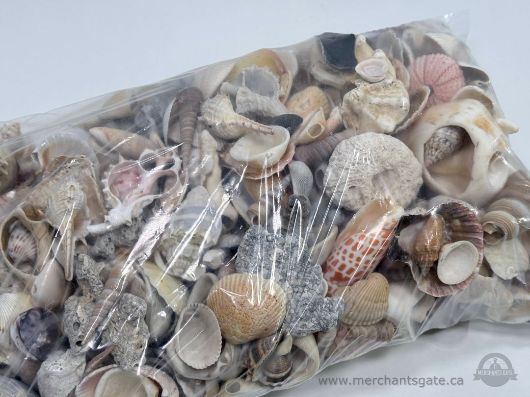 Large Mixed Seashell Lot 5.8kg Craft Decor Aquarium Shells Bulk