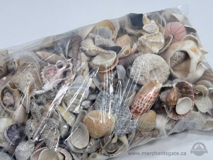 Large Mixed Seashell Lot 5.8kg Craft Decor Aquarium Shells Bulk