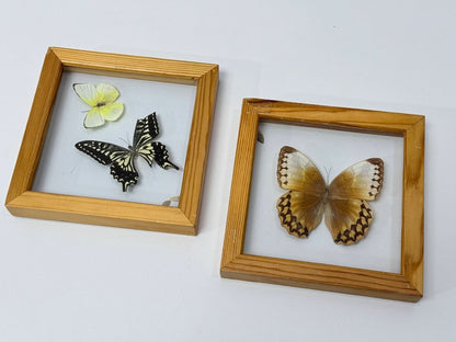 Framed Real Butterfly Set – 2 Shadow Boxes