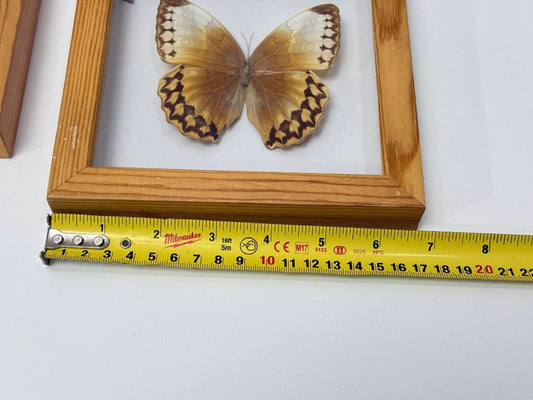 Framed Real Butterfly Set – 2 Shadow Boxes