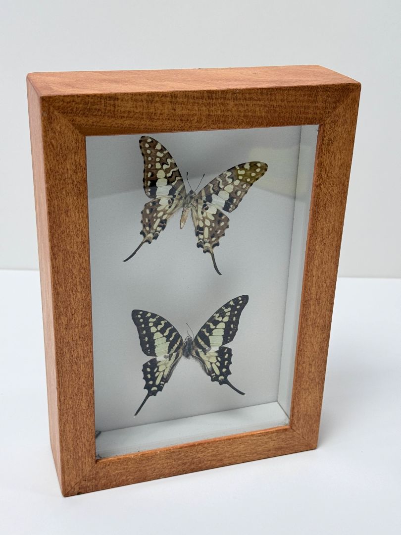 Framed Butterfly Specimens Small Striped Swordtails Kenya Doc Browns Display Case