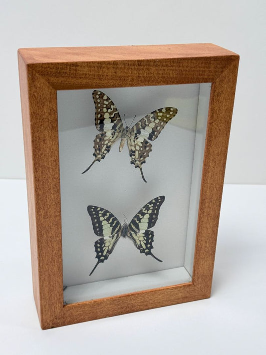 Framed Butterfly Specimens Small Striped Swordtails Kenya Doc Browns Display Case