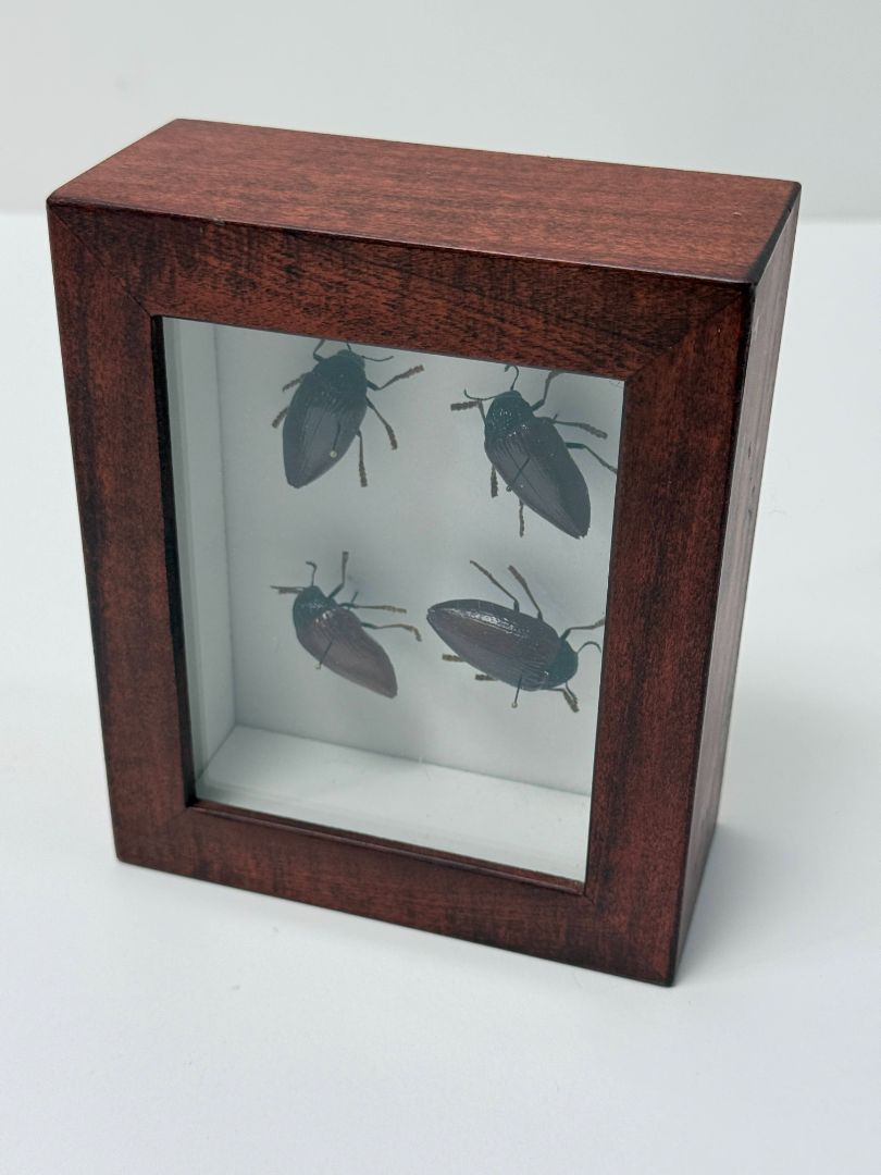 Framed Jewel Beetles Taxidermy Display 6 x 5 Shadow Box Tanzania