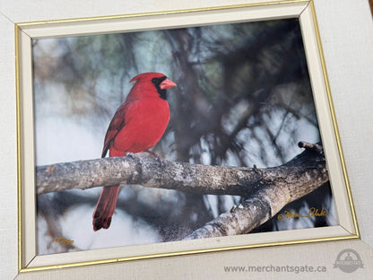 Framed Limited Edition Cardinal Photograph – Northern Cardinal No. 3 – 10/750